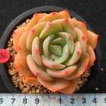 PRESALE Echeveria Smile, (Not so Random)