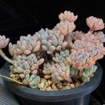 PRESALE Graptopetalum Blue Beans, (Random)