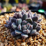 Sale! Echeveria Scorpio