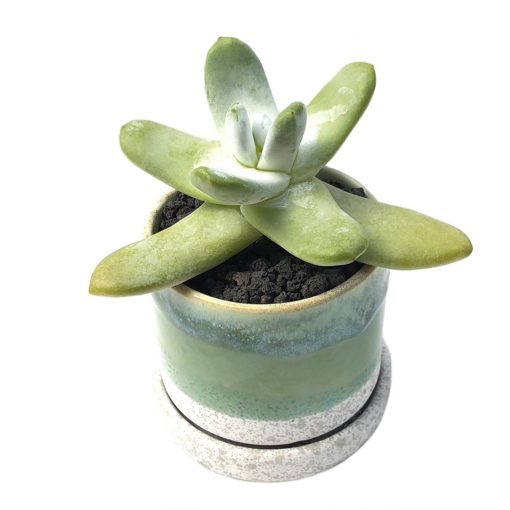 grassy succulents 3" Chive Minute Pot- Grassy Layers – Cedar Creek Farmhouse
