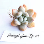 Pachyphytum Sp. #4