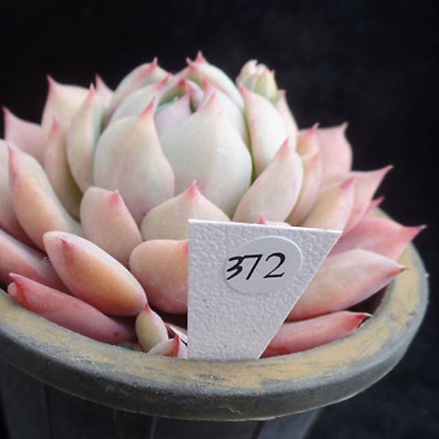 PRESALE Echeveria Prism, (Not so Random)
