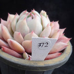 PRESALE Echeveria Prism, (Not so Random)