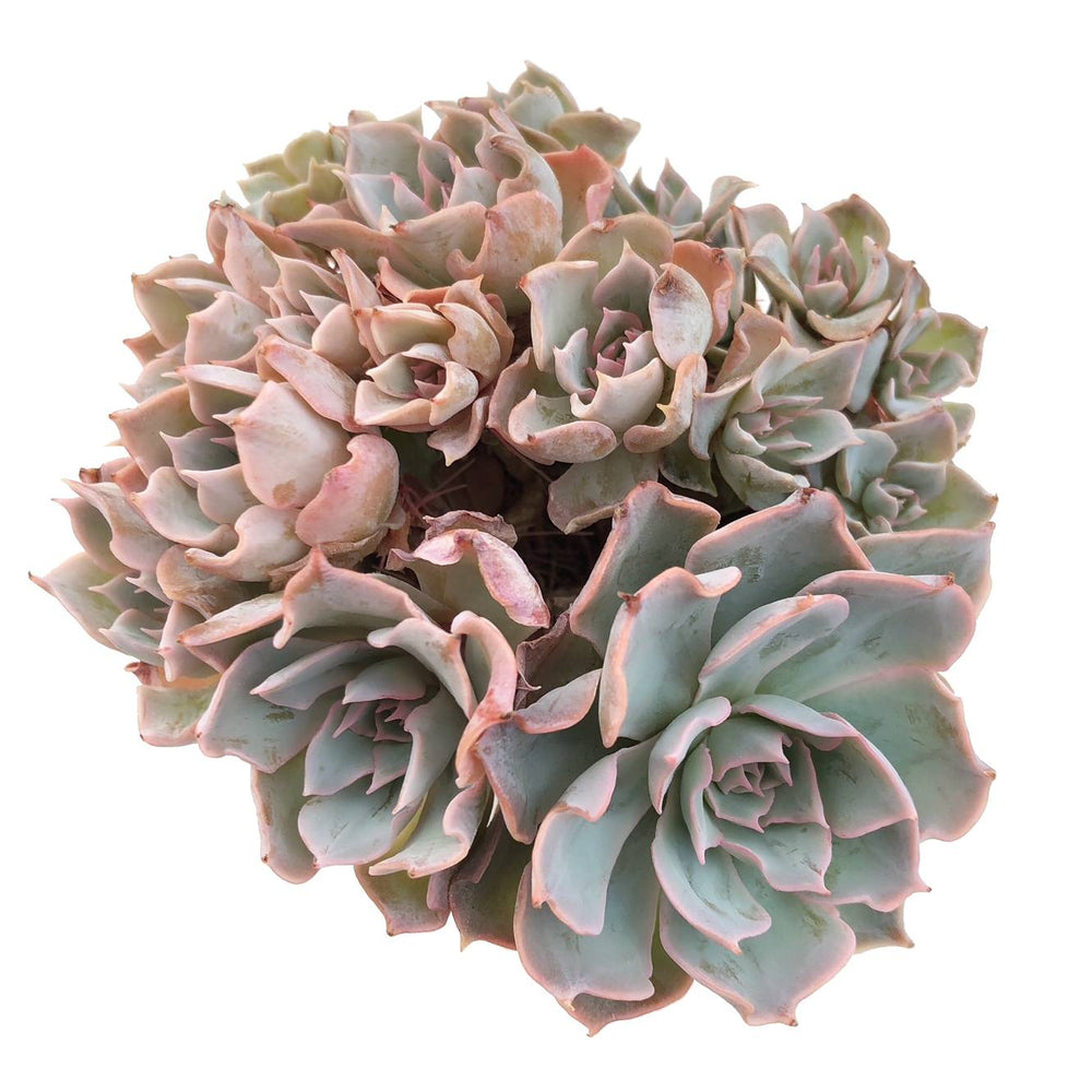 SALE! Echeveria Peacockii Cristata, (Very Thirsty)