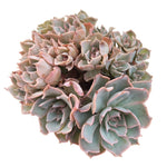 SALE! Echeveria Peacockii Cristata, (Very Thirsty)