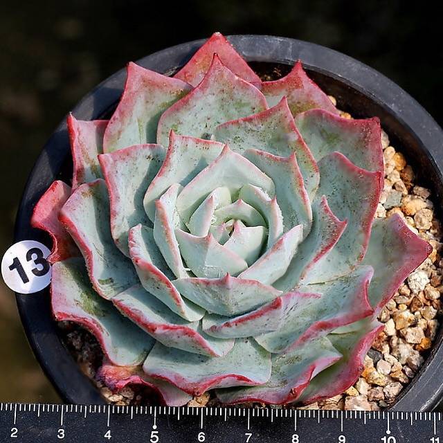 PRESALE Echeveria Lonzanii, (Not so Random)