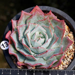 PRESALE Echeveria Lonzanii, (Not so Random)