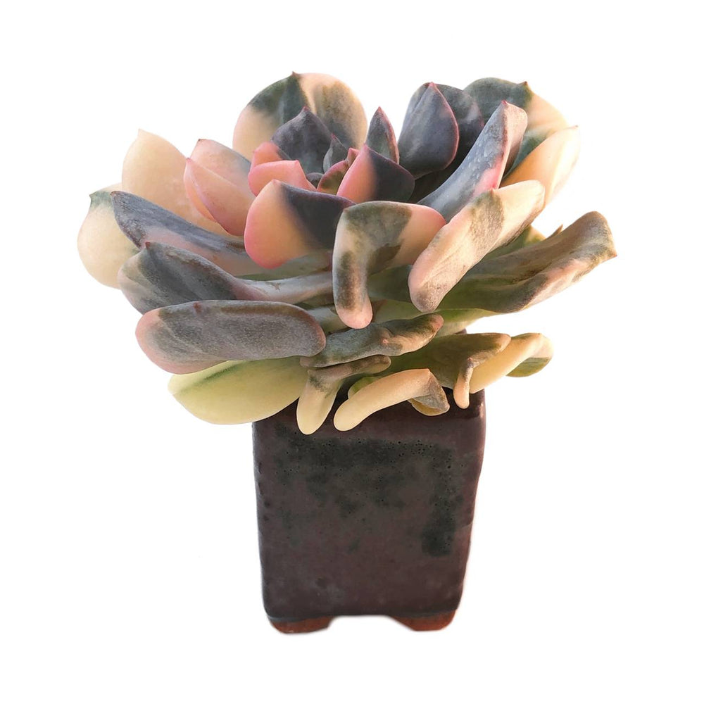 Echeveria Cubic Frost, Variegata