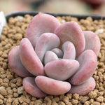 PRESALE Echeveria Pink Door, (Random)