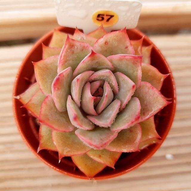 PRESALE Echeveria Eiria, (Random)