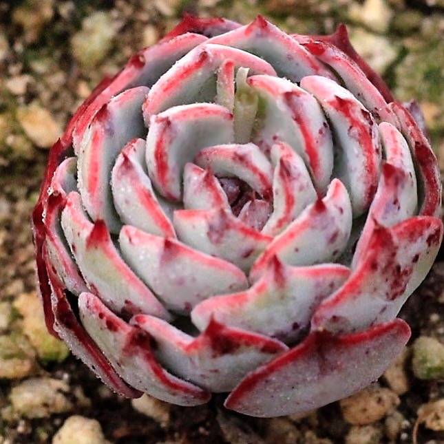 SPECIAL!! JUST CART! PRESALE Echeveria Ceshicon