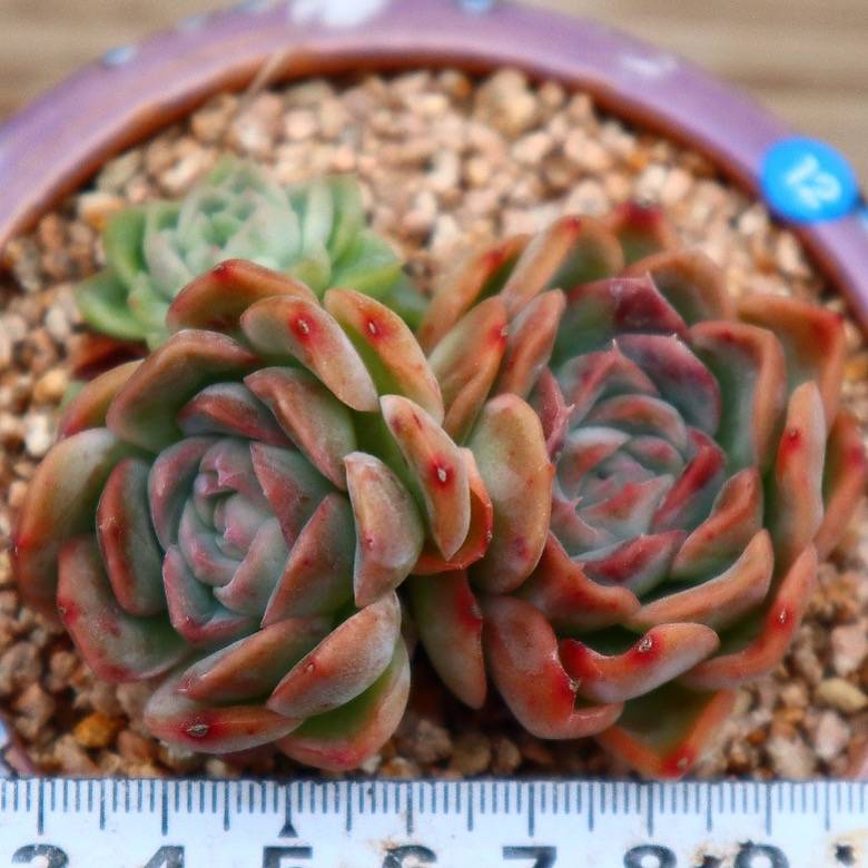 Echeveria Primera