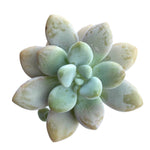 SALE! Pachyphytum Frevel