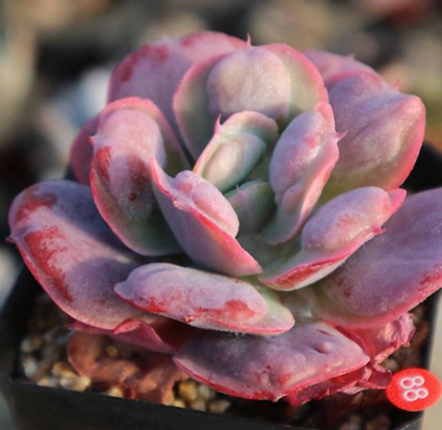 PRESALE Echeveria Hearts Delight, (Random)