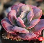 PRESALE Echeveria Hearts Delight, (Random)