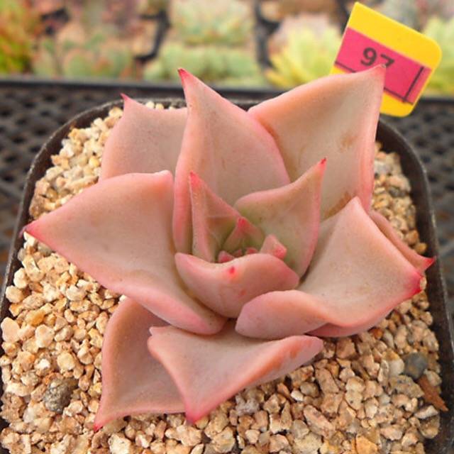 PRESALE Echeveria Madiba, (Random)