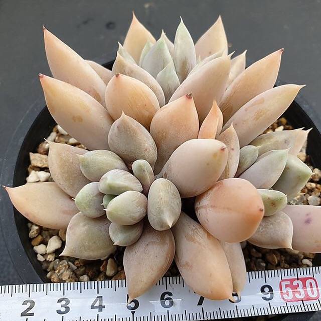 PRESALE Echeveria Snow Queen, Triple, (Not so Random)