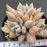 PRESALE Echeveria Snow Queen, Triple, (Not so Random)