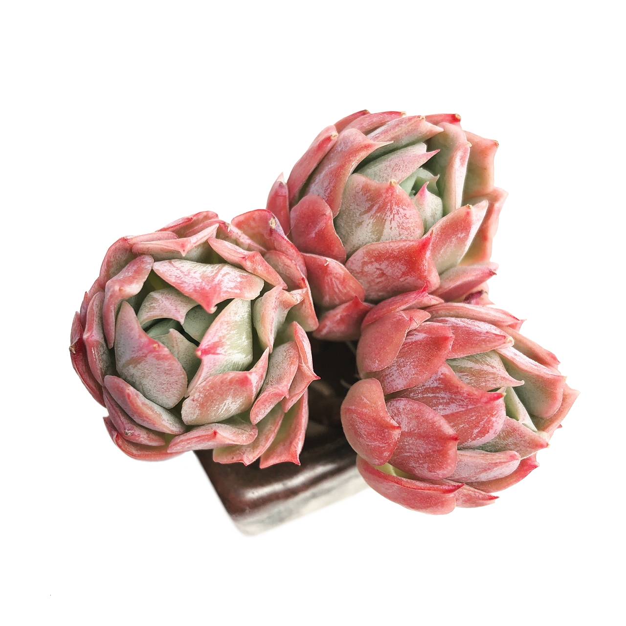 bradburiana succulent Echeveria Bradburiana – Cedar Creek Farmhouse