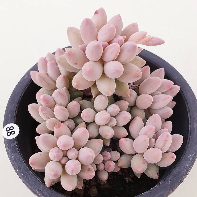 PRESALE Pachyphytum Machucae,Cluster (Not so Random)