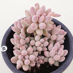 PRESALE Pachyphytum Machucae,Cluster (Not so Random)