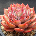 PRESALE Echeveria Eiria, (Random)