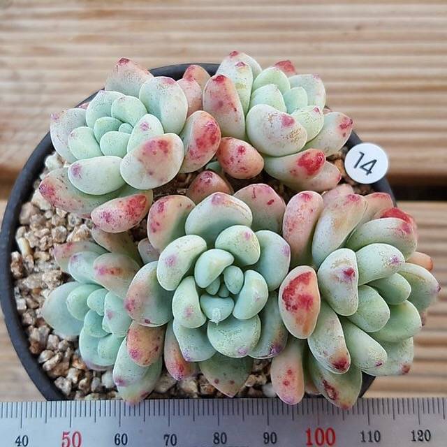 clavatum succulent Sedum Clavatum, Cluster, (Not so Random) – Cedar Creek Farmhouse