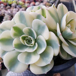 (REPLACEMENT) Echeveria Lenore Dean Cluster