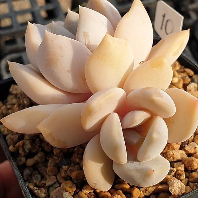 MOTHER'S DAY WEEKEND FLASH SALE! PRESALE Echeveria Tiramisu, (Random)