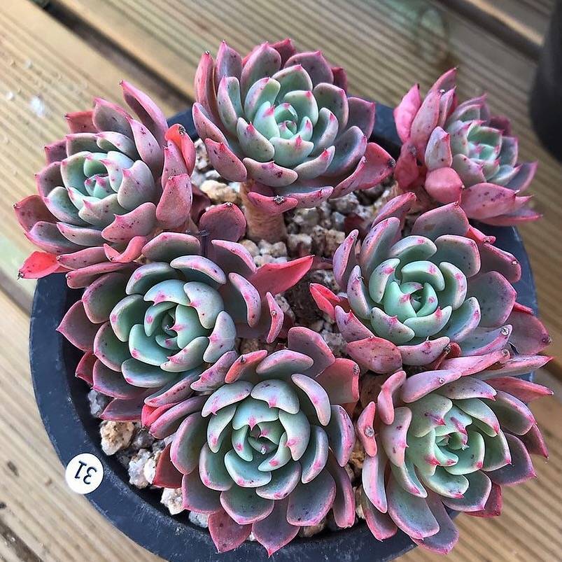 cluster succulent Echeveria Nanahukumini, Cluster, (Not so Random) – Cedar Creek Farmhouse