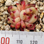 PRESALE Echeveria Honey Pink, Double