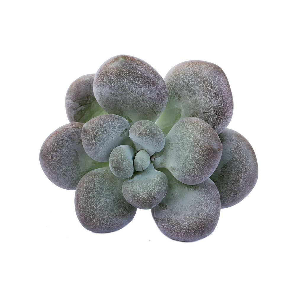 The Good, The Bad and The UGLY! Pachyphytum Oviferum 'Tsukibijin'