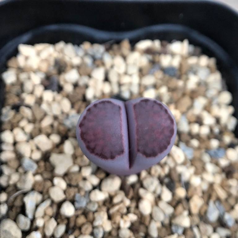 Lithops Julii cv. Red Violet