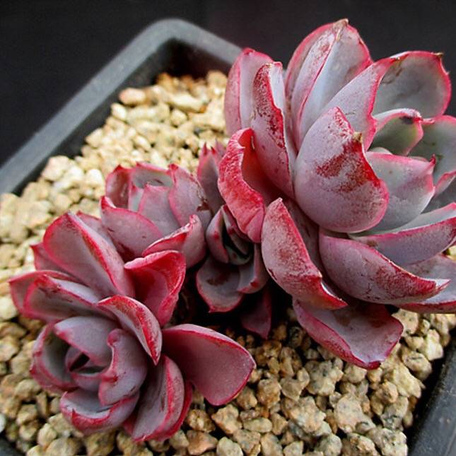 PRESALE Echeveria Hera, (Random)