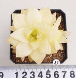 PRESALE Haworthia Cymbiformis f. Variegata, (Random)