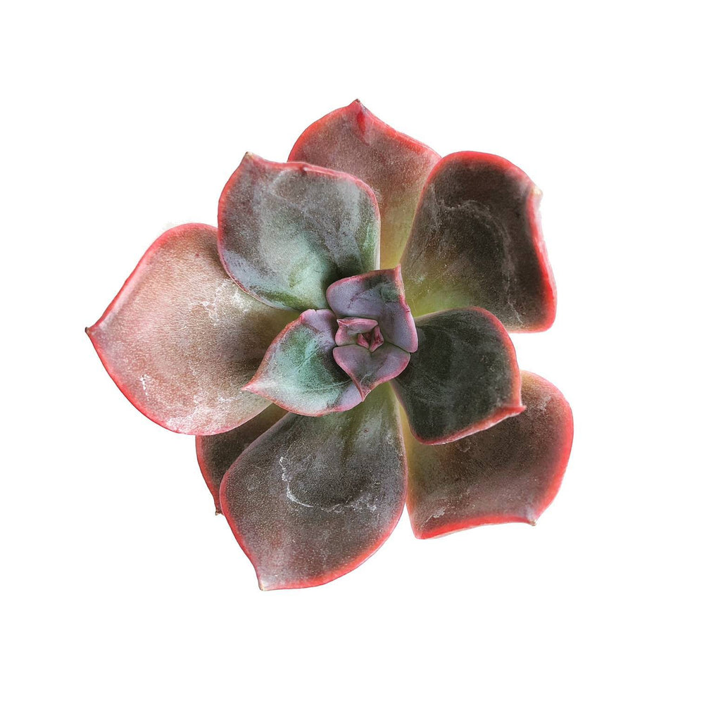The GOOD, The BAD and The UGLY SALE! Echeveria Blue Metal