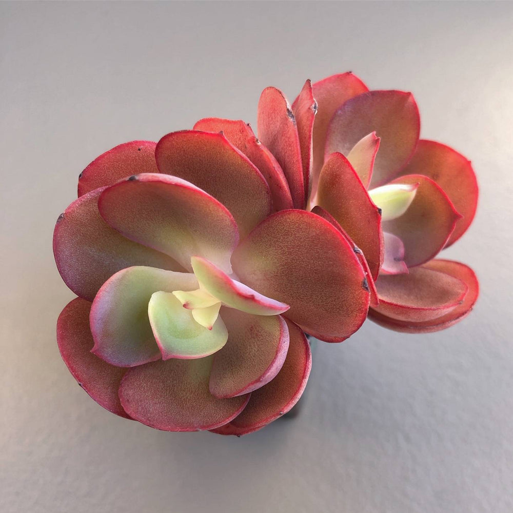 SALE! Echeveria Suyon, (Randomish)