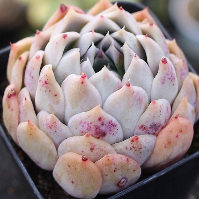 PRESALE Echeveria Helena