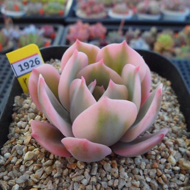 PRESALE Echeveria Secunda, Variegata, (Random)