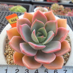 PRESALE Echeveria Tinkerbelle, (Random)