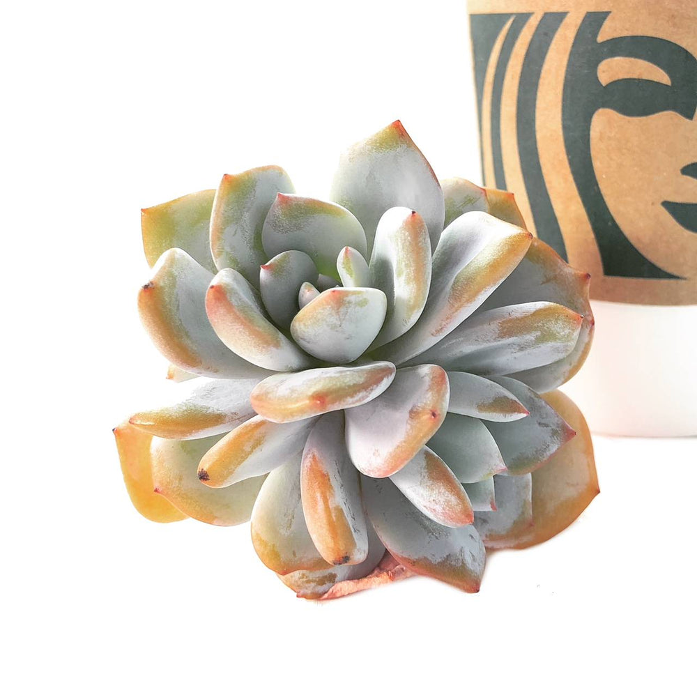 PRESALE Echeveria Cream Tea, (Random)