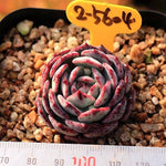 PRESALE Echeveria Ceschion