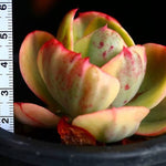 PRESALE Echeveria Angpang, (Random)