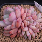 READY TO SHIP- Echeveria Ariel, Cluster (Random)