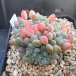 PRESALE  Echeveria Chrissy n Ryan, (Random)