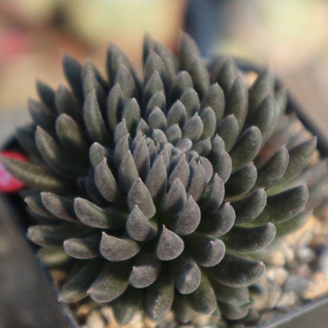 PRESALE Sinocrassula Yunnanensis, (Random)