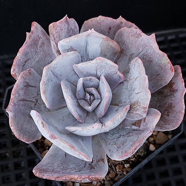 Echeveria Lilacina, Variegata, (Random)