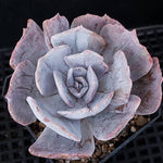 Echeveria Lilacina, Variegata, (Random)