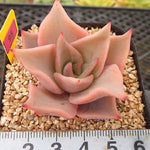 PRESALE Echeveria Madiba, (Random)