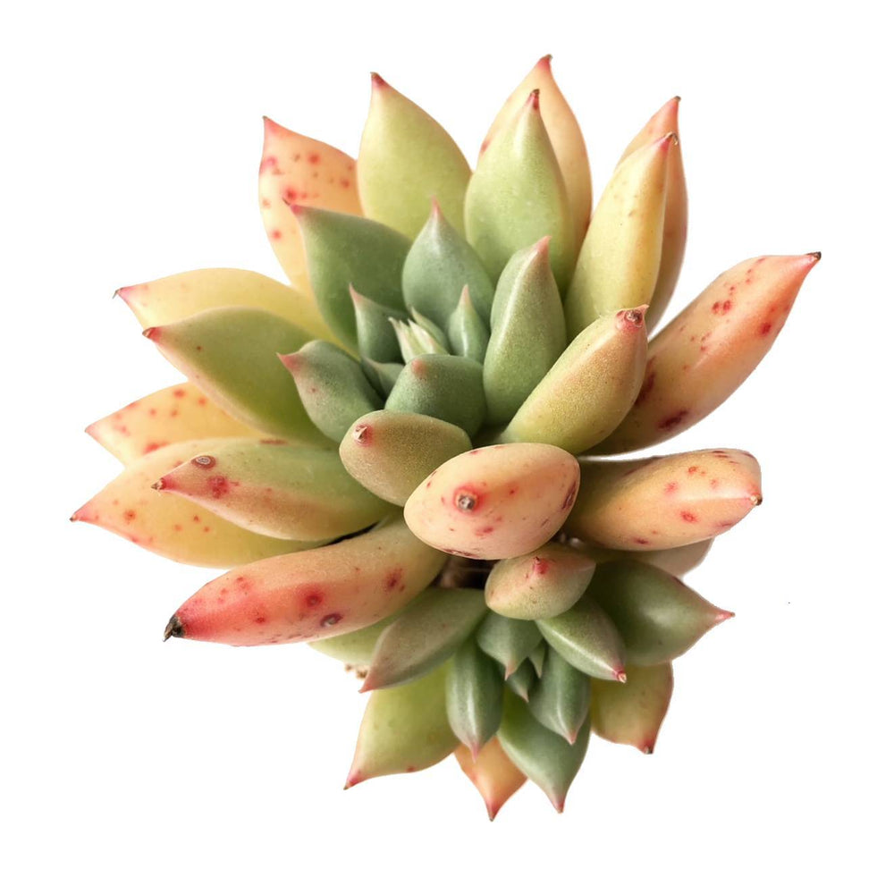 Echeveria Silvia, Double